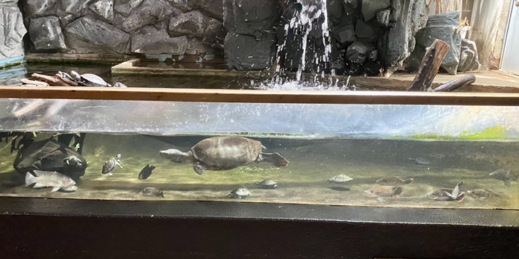 【静岡】「話が通じない」迷惑客たちに動物園長が苦言　水槽におにぎり吐き出し、カメに唐揚げ…注意しても開き直り